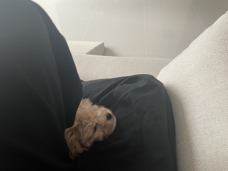 품에 안긴 꼬비