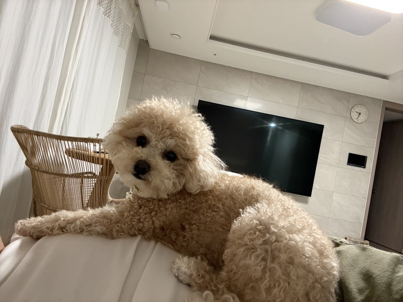 꼬비의 눈빛